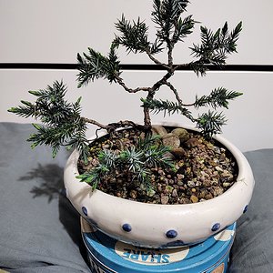 Juniper Squamata (Blue Star) 06