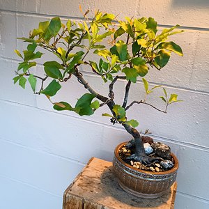 Water Oak slant style -  Quercus Nigra