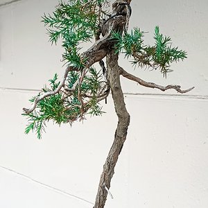 Juniperus Virginiana penjing literati bunjin