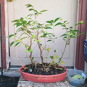 Media 'Okame Cherry tree forest' in category 'Bonsai Nut Public Galleries'