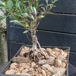 Ficus Tiger Bark MIcrocarpa