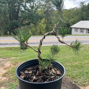 Media 'IMG_4213.jpg' in album 'Japanese Black Pine (pre-bonsai)'