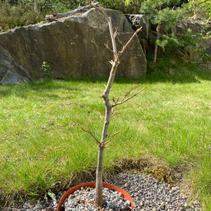 Media 'IMG_3749.JPG' in category 'Bonsai Nut Member Galleries'