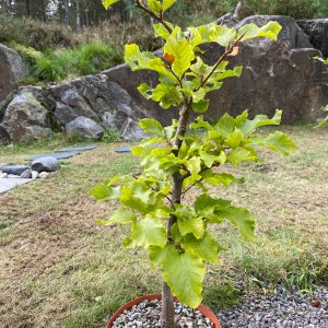 Media 'IMG_4222.JPG' in category 'Bonsai Nut Member Galleries'