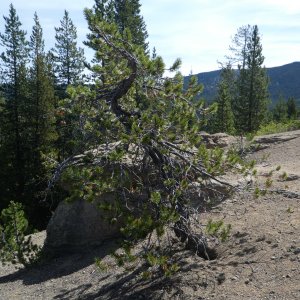 Lodgepole Pine