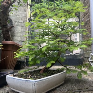 Media 'Dawn Redwood in progress' in category 'Bonsai (work-in-progress)'