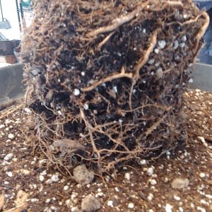 Crape myrtle root ball development in root pouch (1/3)