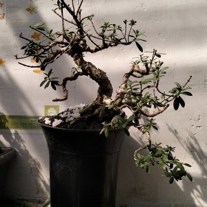 Media 'THE TWO HEAD of SANTIGI/SETIGI (Phempis Acidula - Indonesia Term) // ATMA BONSAI MINI LAB' in category 'Bonsai Nut Member Galleries'