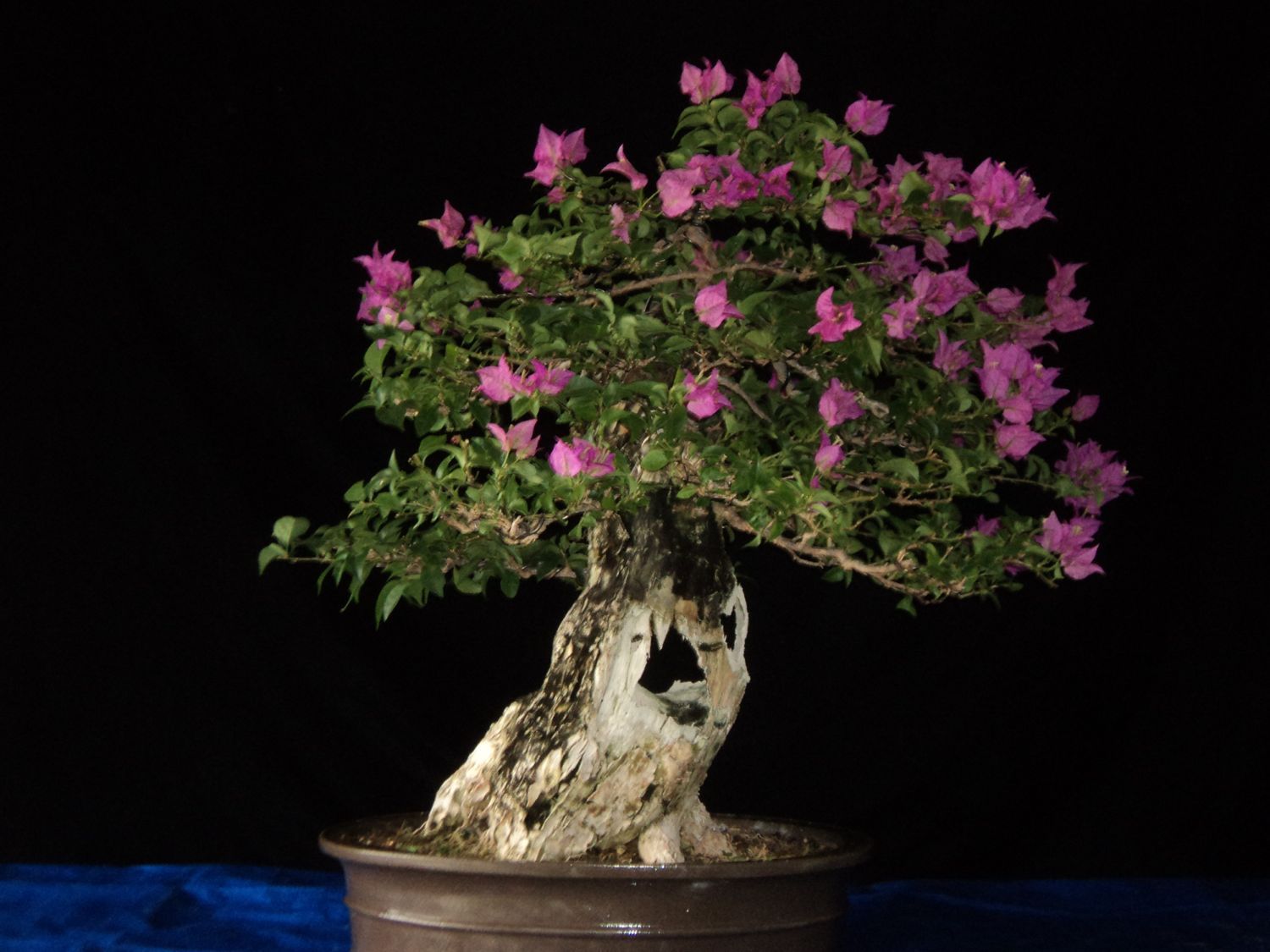 #2 purple bougainvillea | Bonsai Nut