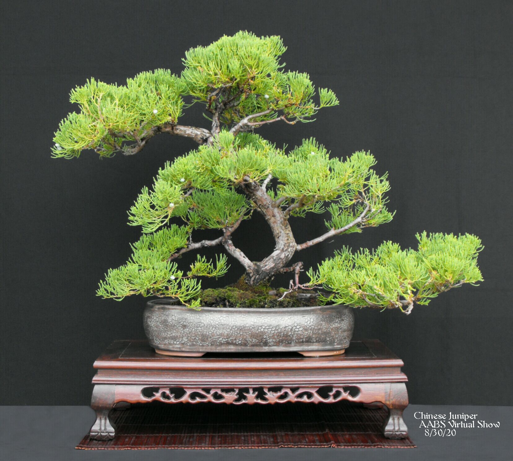 6 Chinese Juniper.JPG