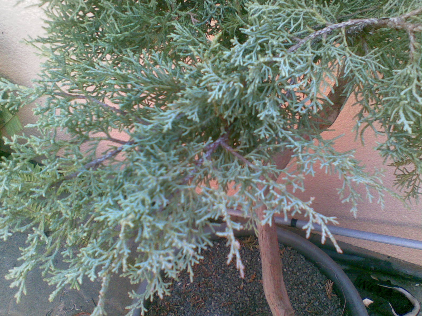 A close-up of the foliage