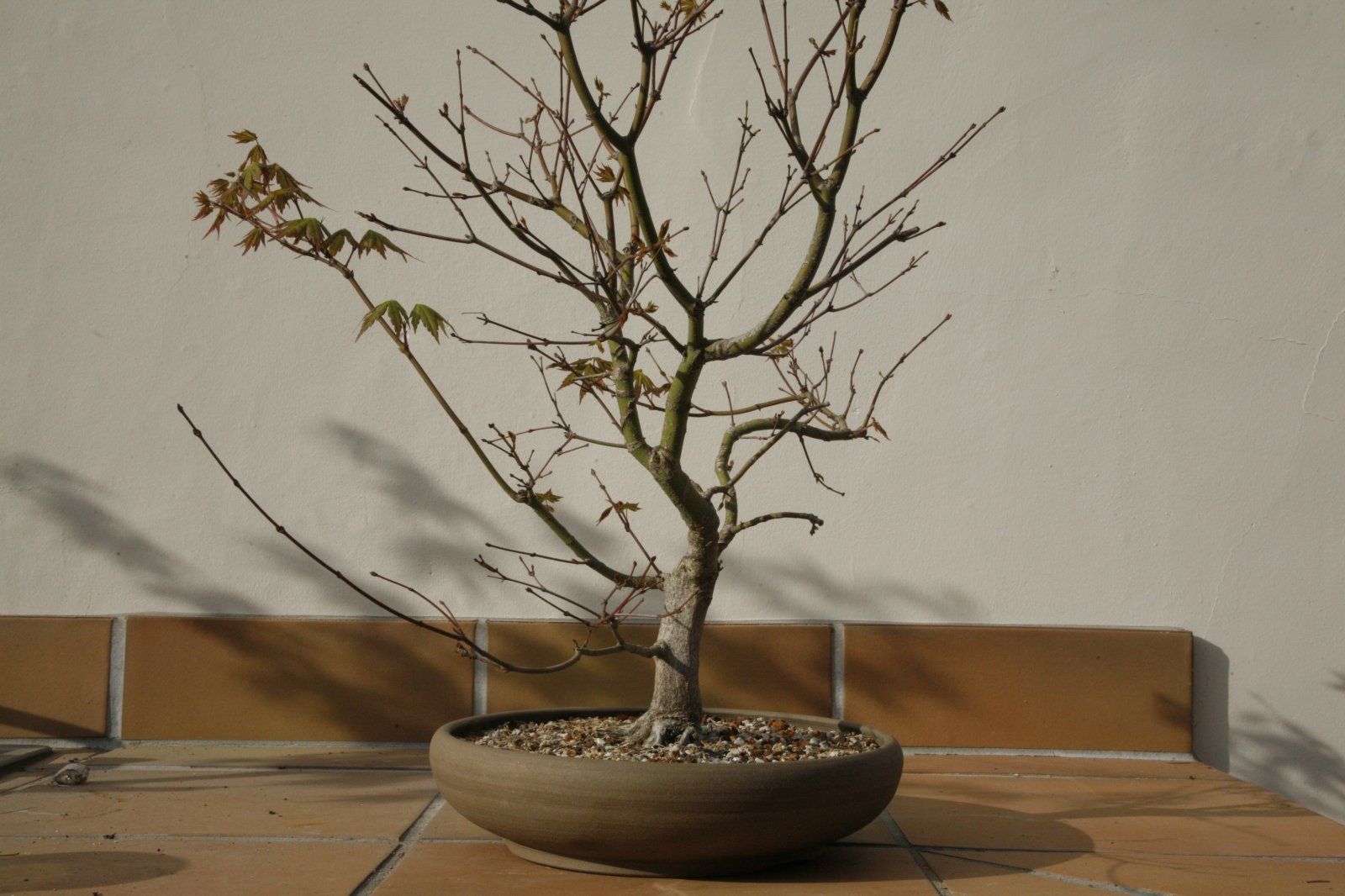 Acer palmatum #1