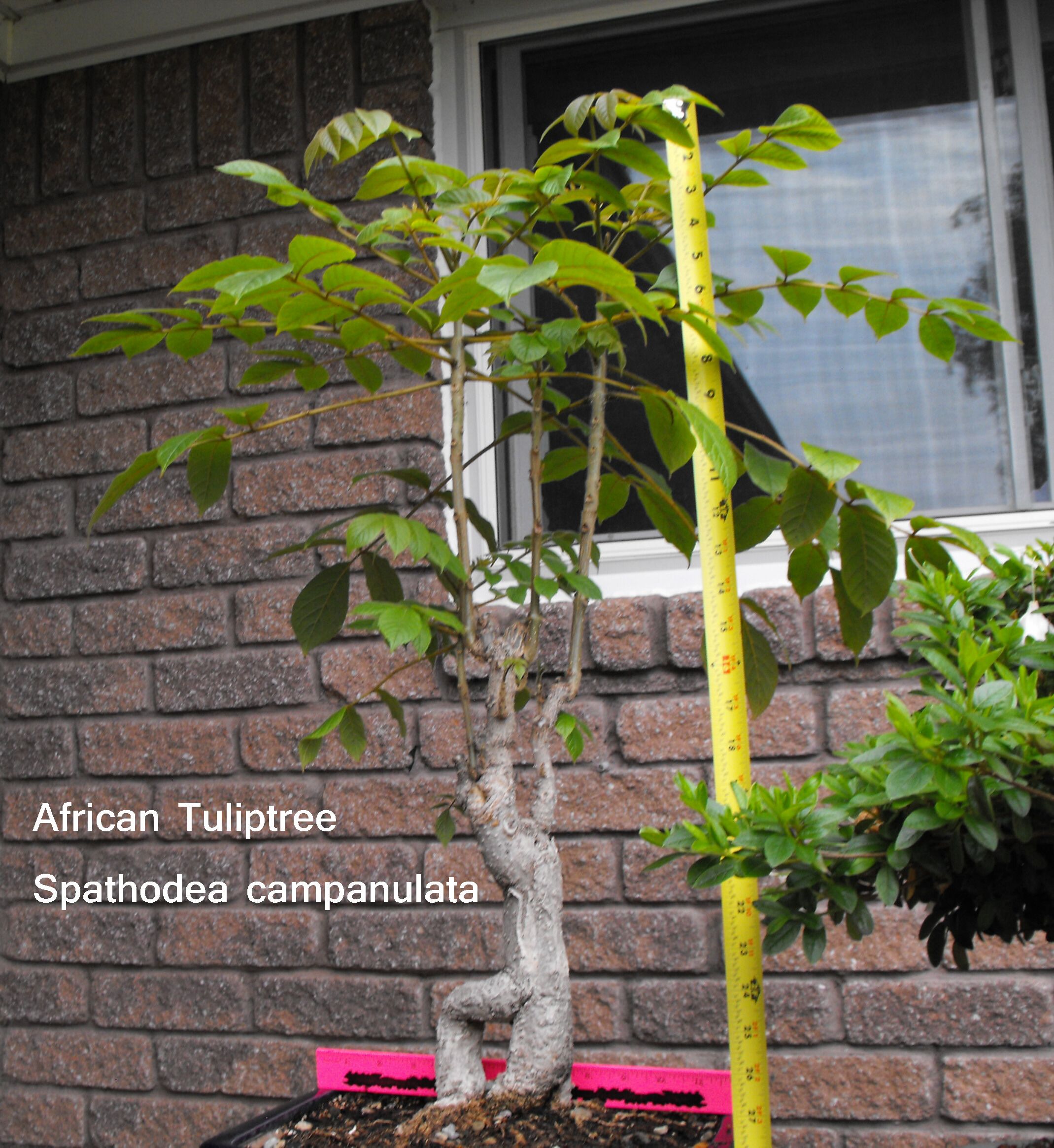 African Tuliptree Spathodea campanulata.JPG