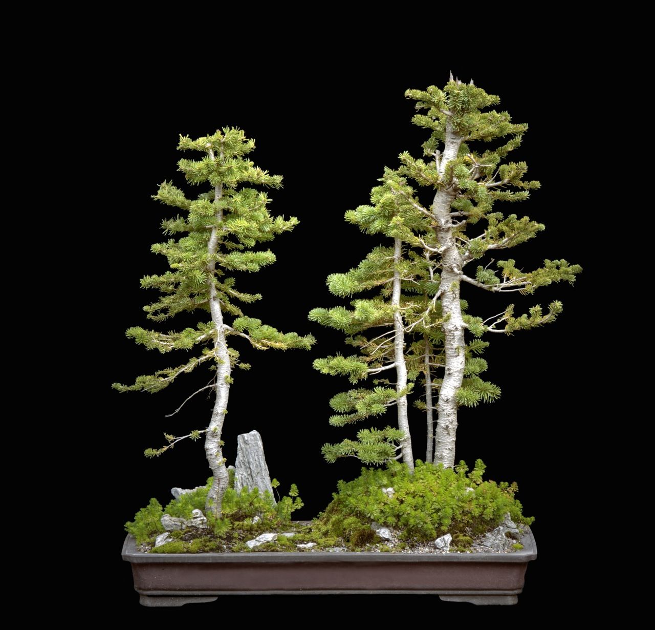 Alpine Fir