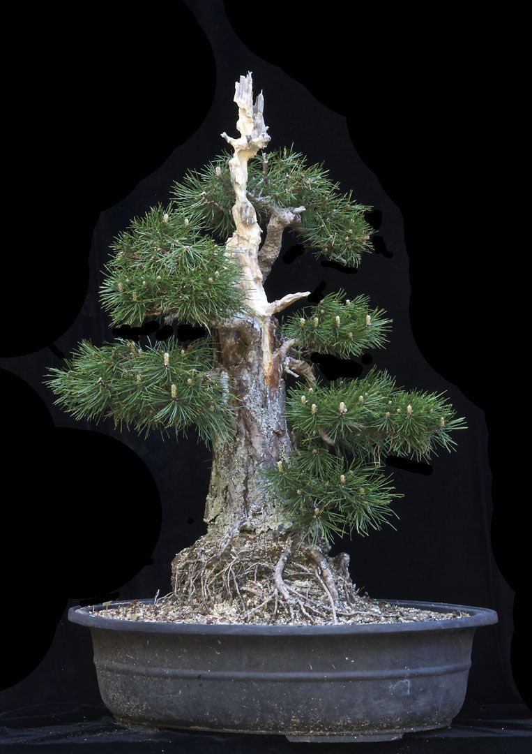 Austrian Black Pine - Now In the Elandan Gardens Collection