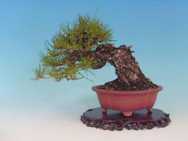 Bonsai 18: Akamatsu pine