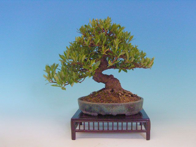 Bonsai 19: ???