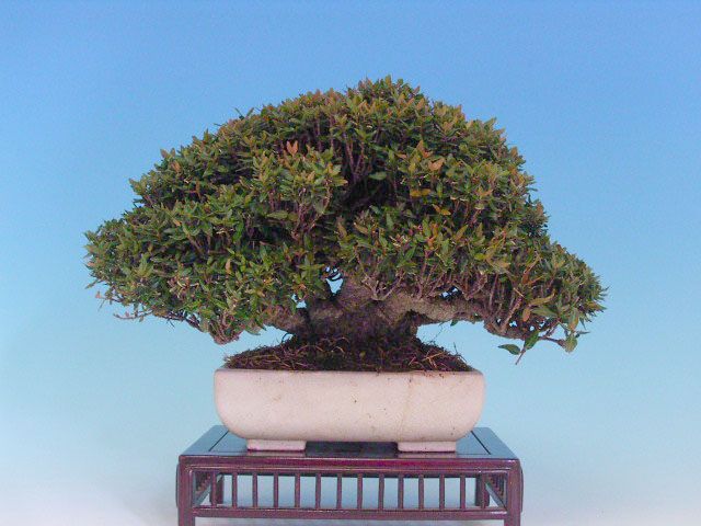 Bonsai 2: crepe myrtle(?)