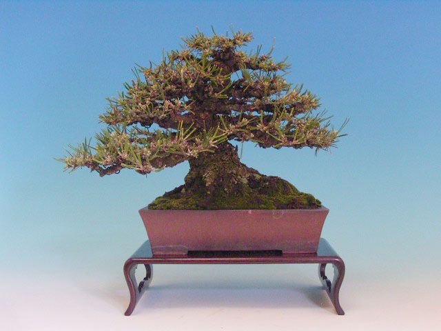 Bonsai 20: Japanese black pine