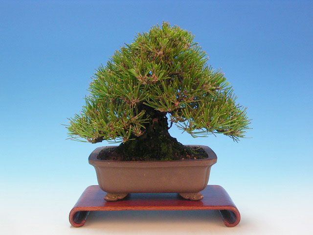 Bonsai 22: Japanese black pine