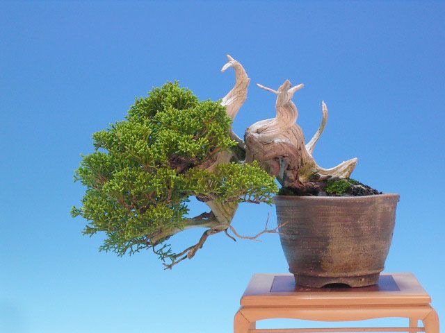 Bonsai 29: "True" Kashiwa juniper