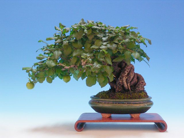 Bonsai 30: "Ancient Crow" persimmon