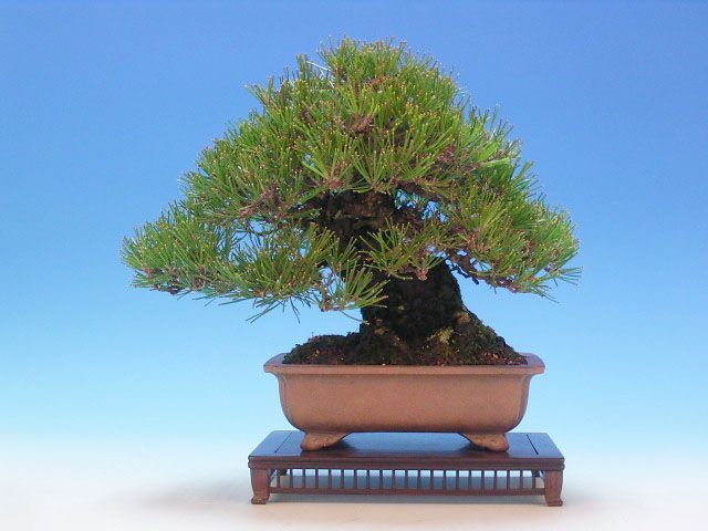 Bonsai 33: Japanese black pine