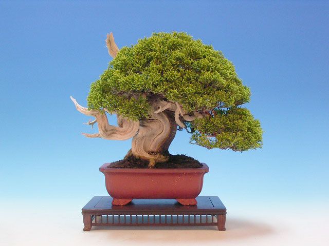 Bonsai 34: "True" Kashiwa juniper