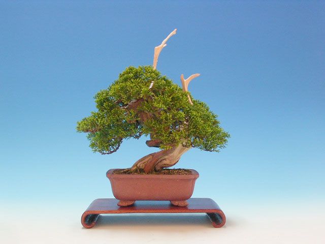 Bonsai 37:  "True" Kashiwa juniper