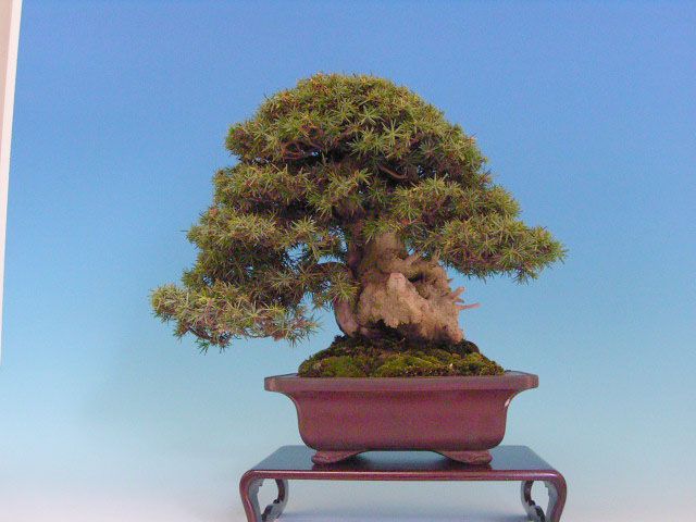 Bonsai 5: Akanashi pine