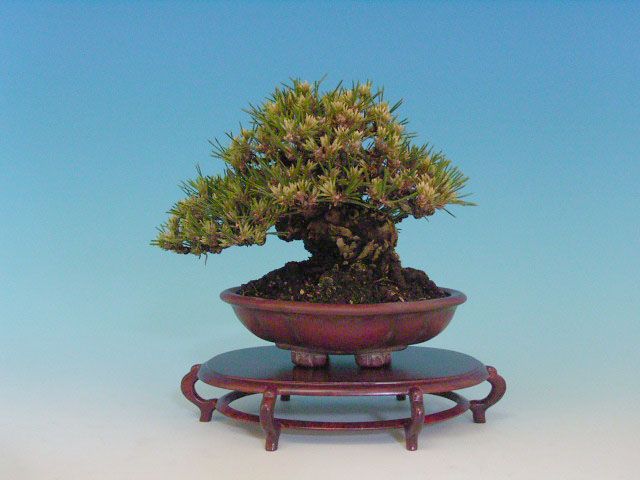 Bonsai 6: Japanese black pine