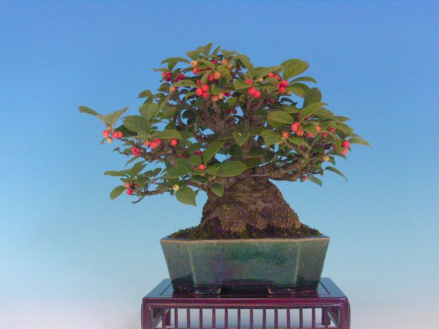 Bonsai 7: "false plum"