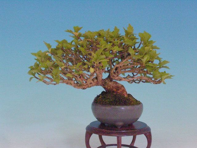 Bonsai 9: maple