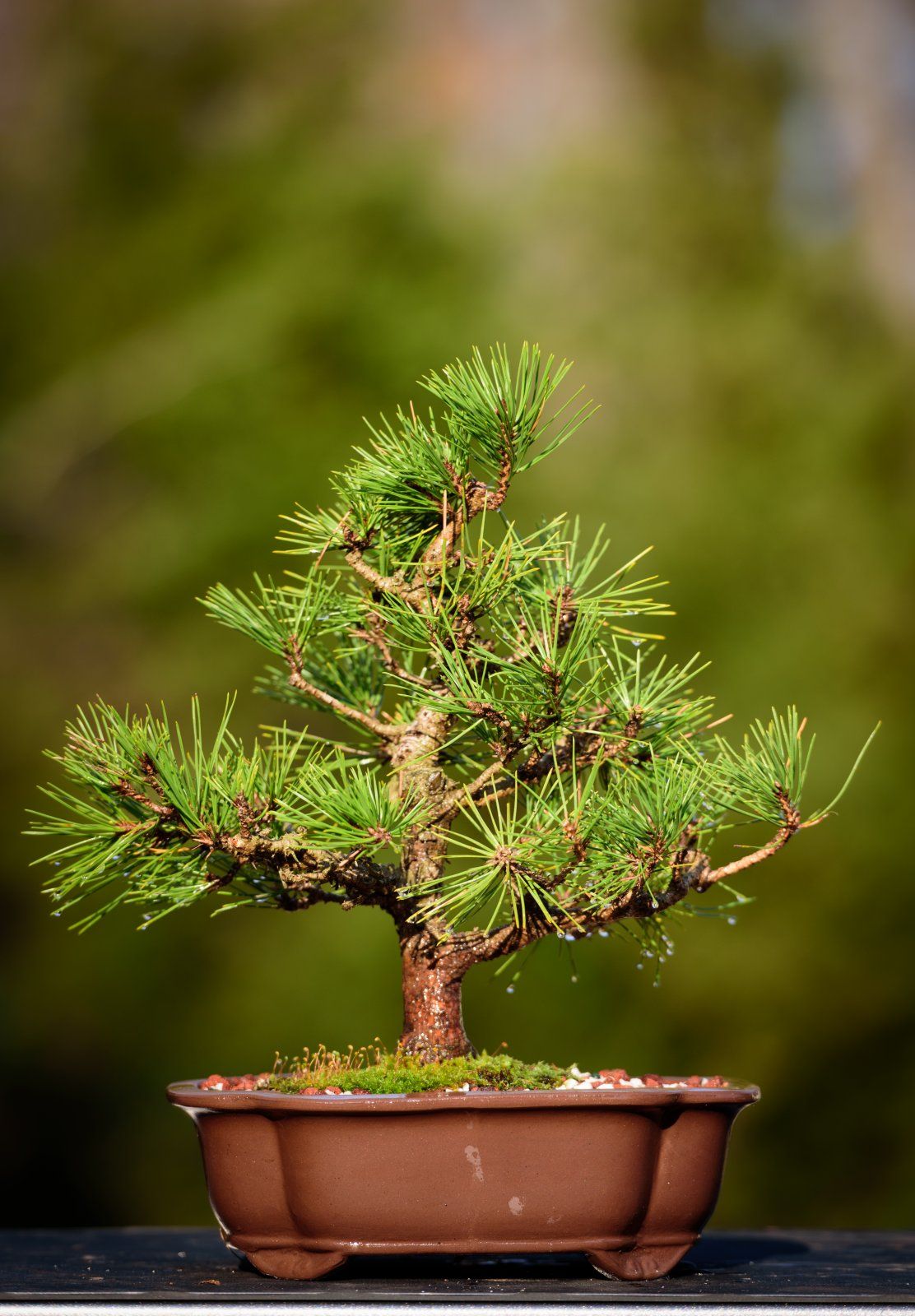 Bonsai Repotting1 2017-16