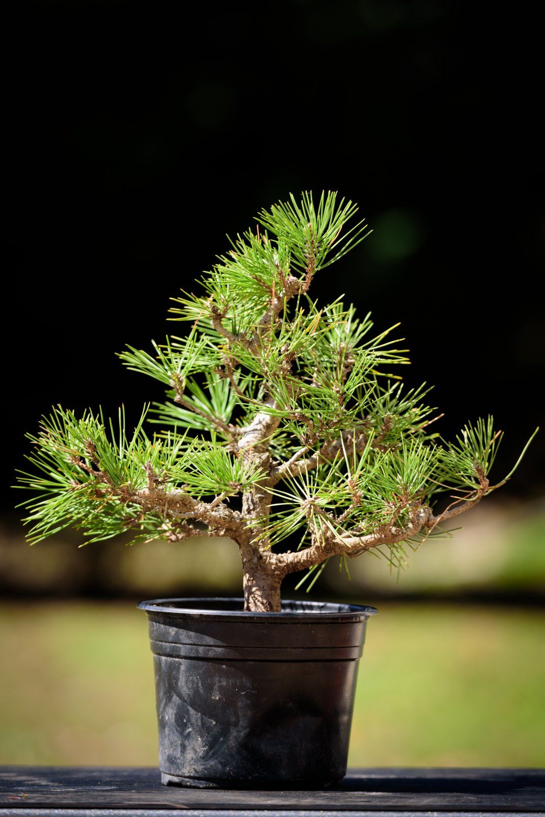 Bonsai Repotting1 2017-2