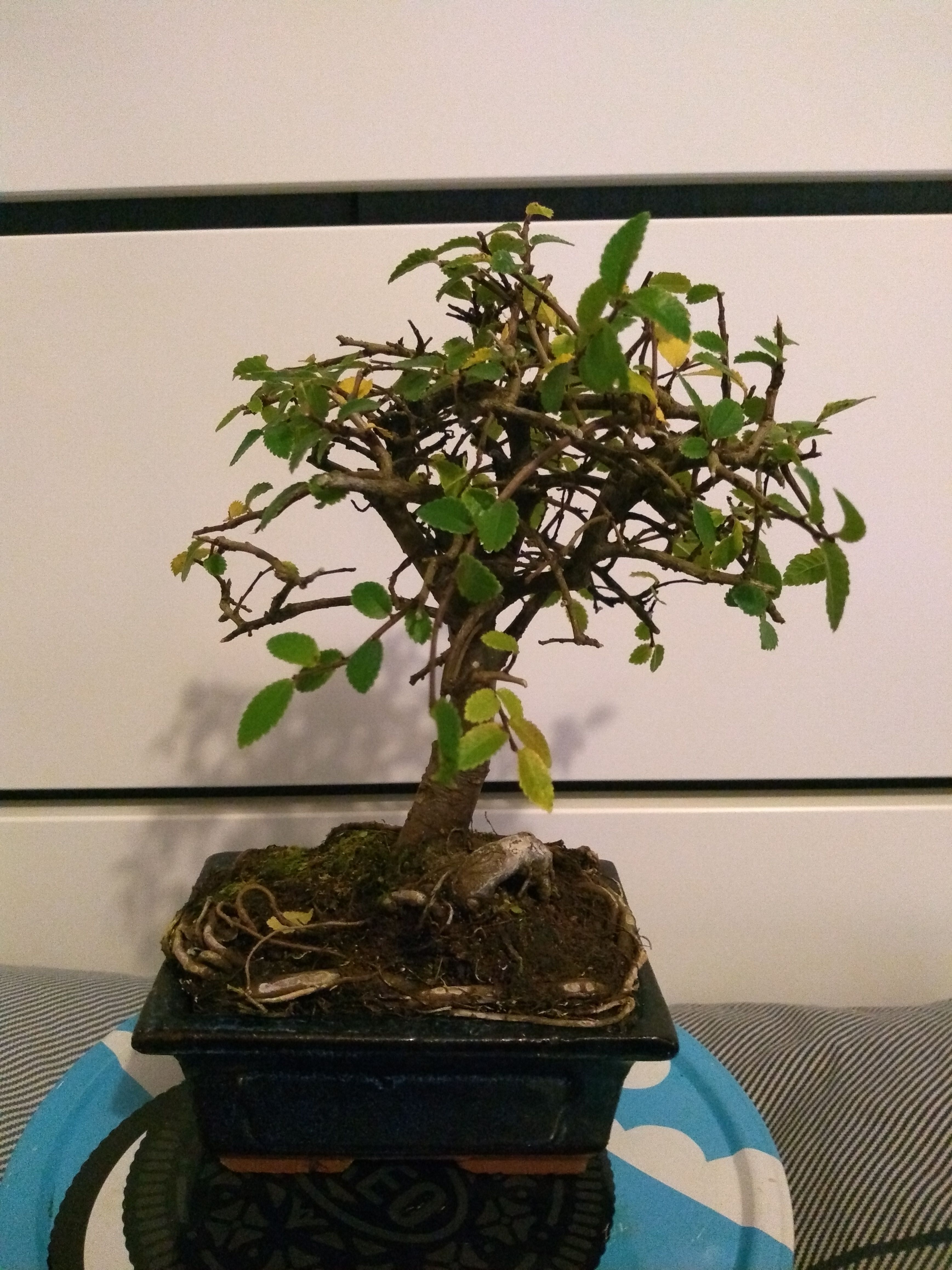 Chinese Elm 01.jpg