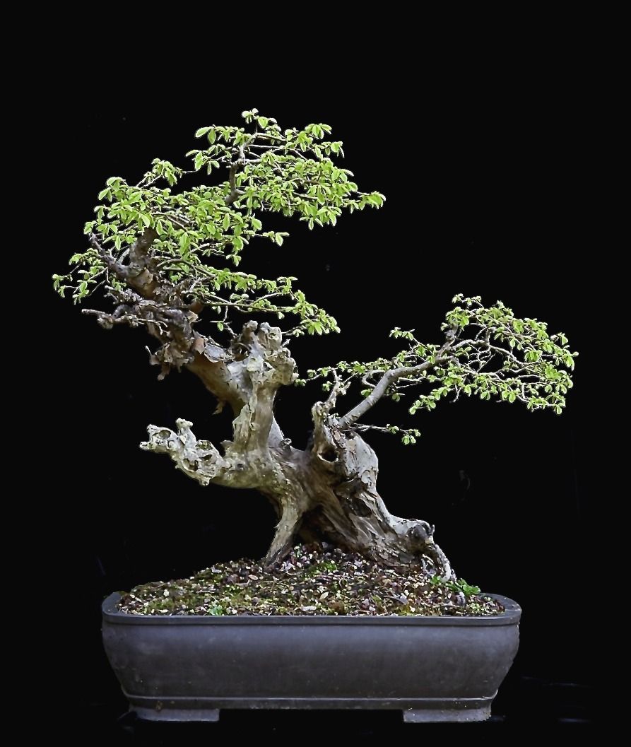 Chinese Elm - Now in the Elandan Garden Collection