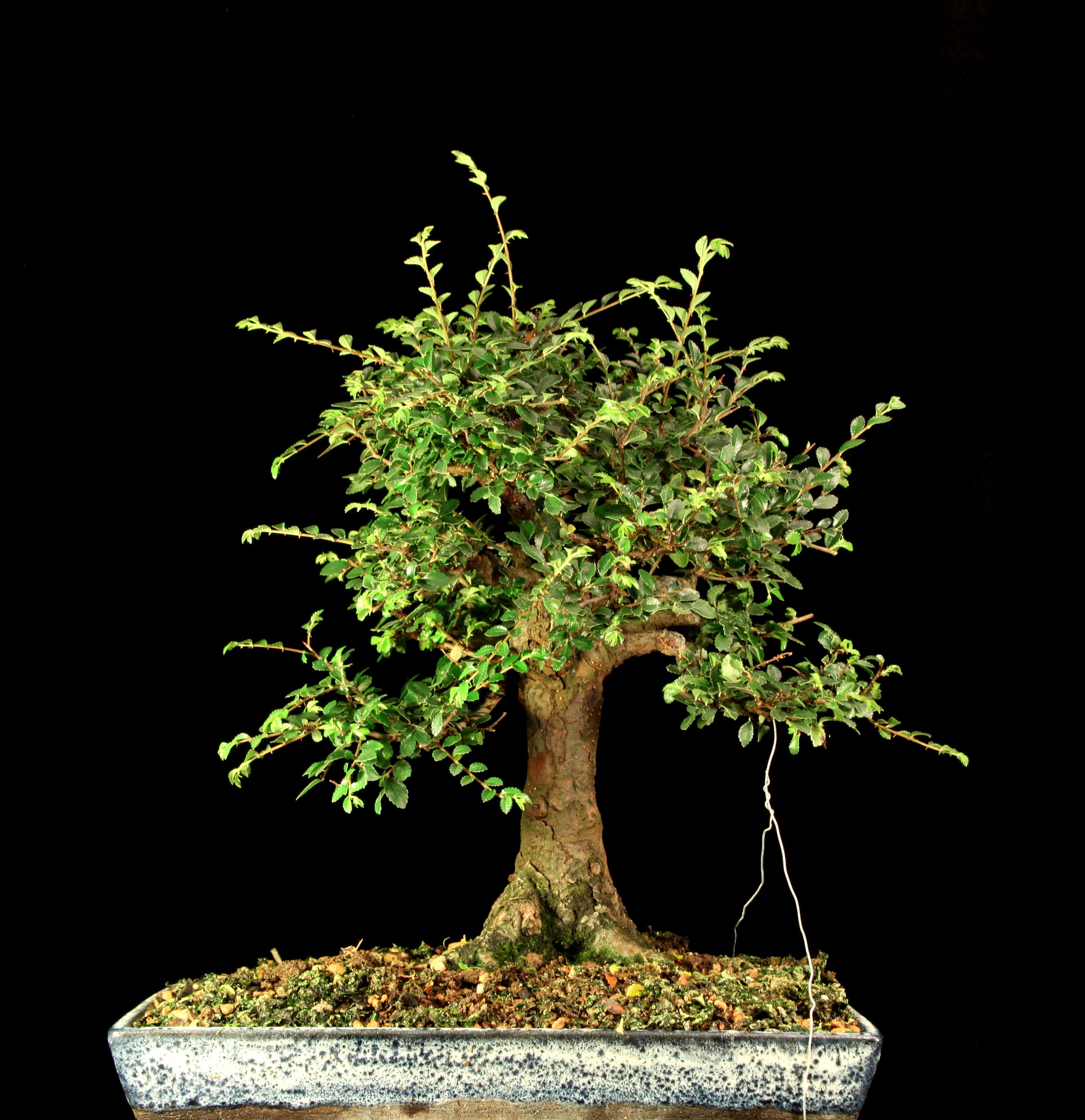 Chinese Elm