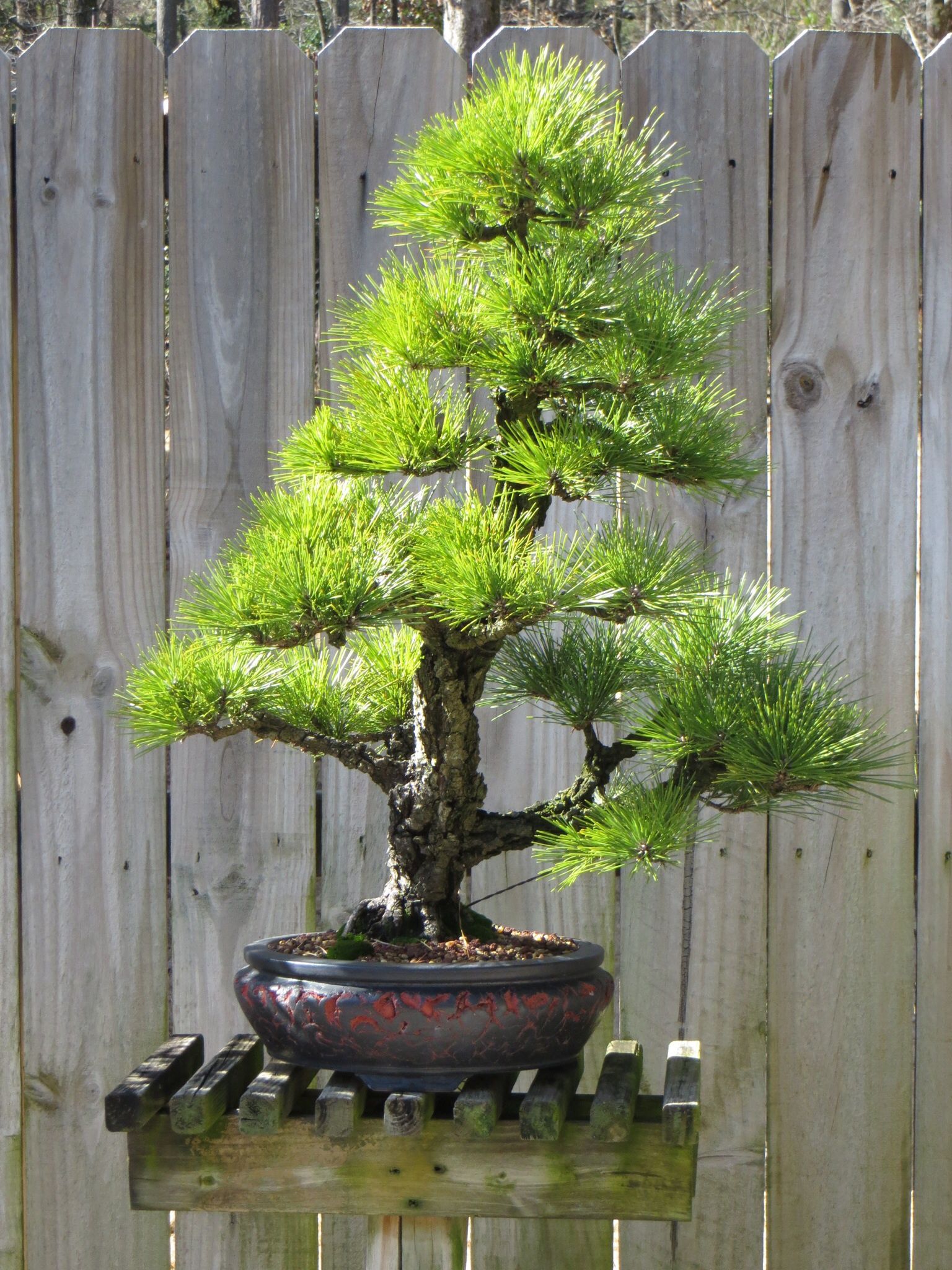 Corkbark Japanese Black Pine, Kyokko Yatsabusa