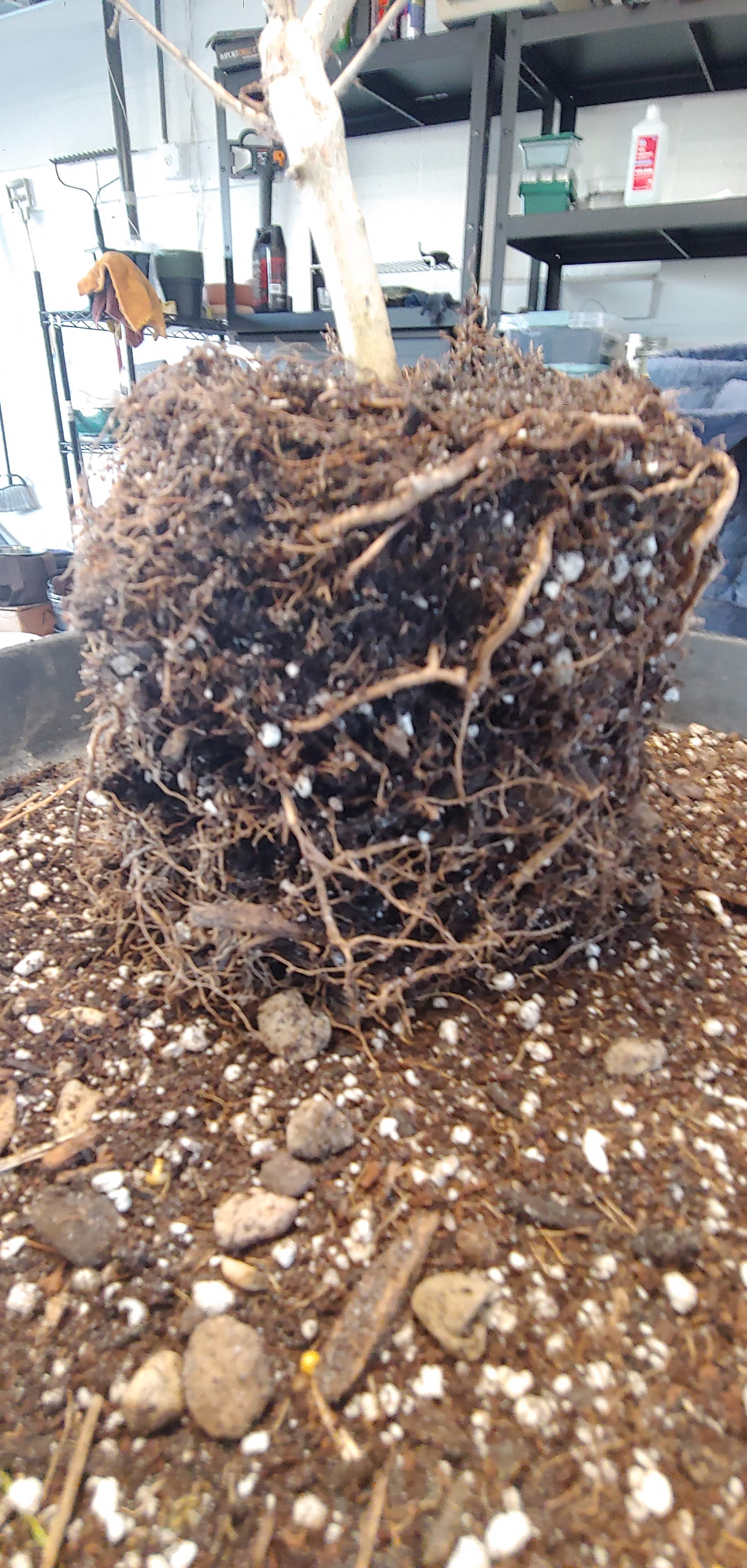 Crape myrtle root ball development in root pouch (1/3)