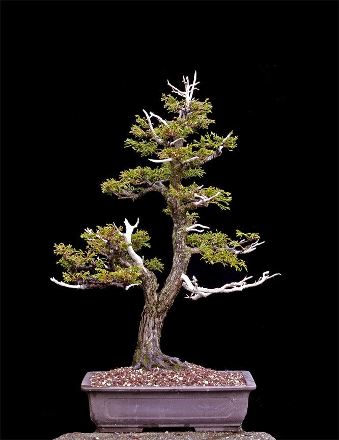 Dwarf Threadbranch False Cypress