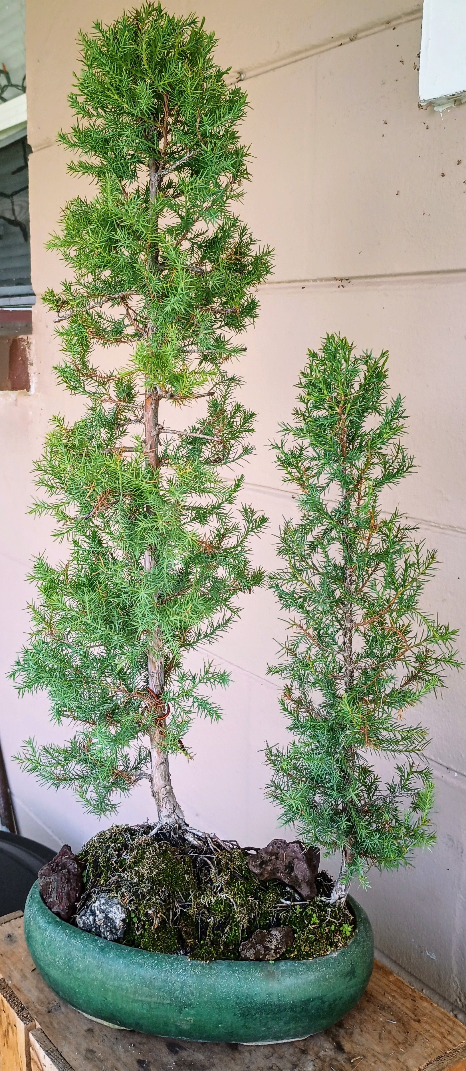 Eastern Red Cedar penjing