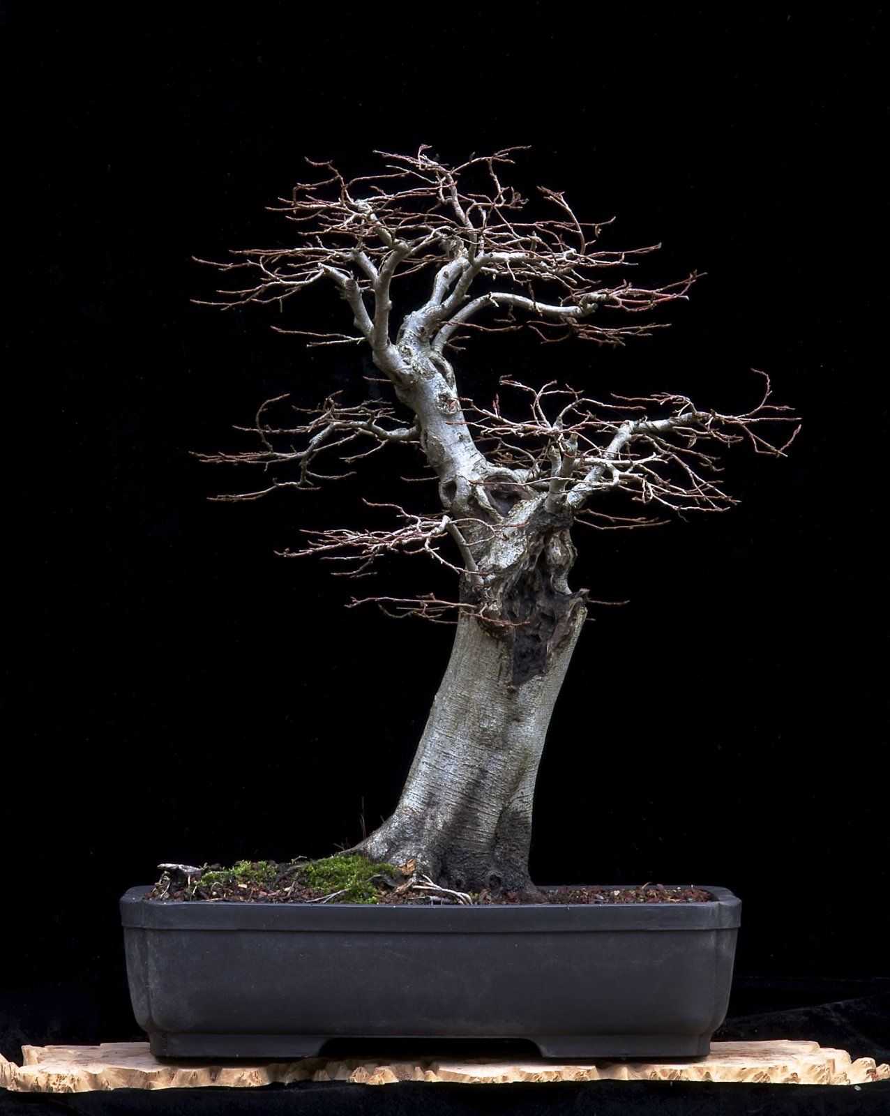 European Hornbeam, Winter 2015