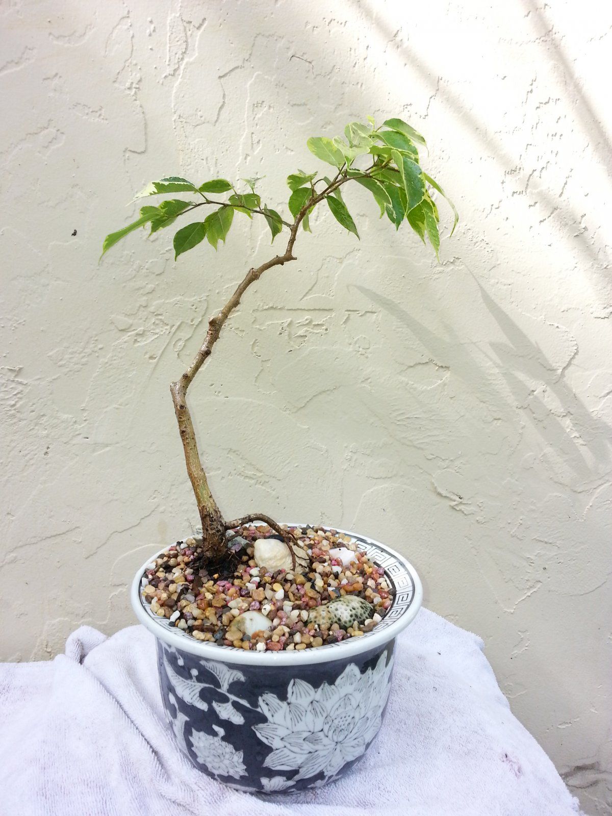 Ficus benjamina variegata 2