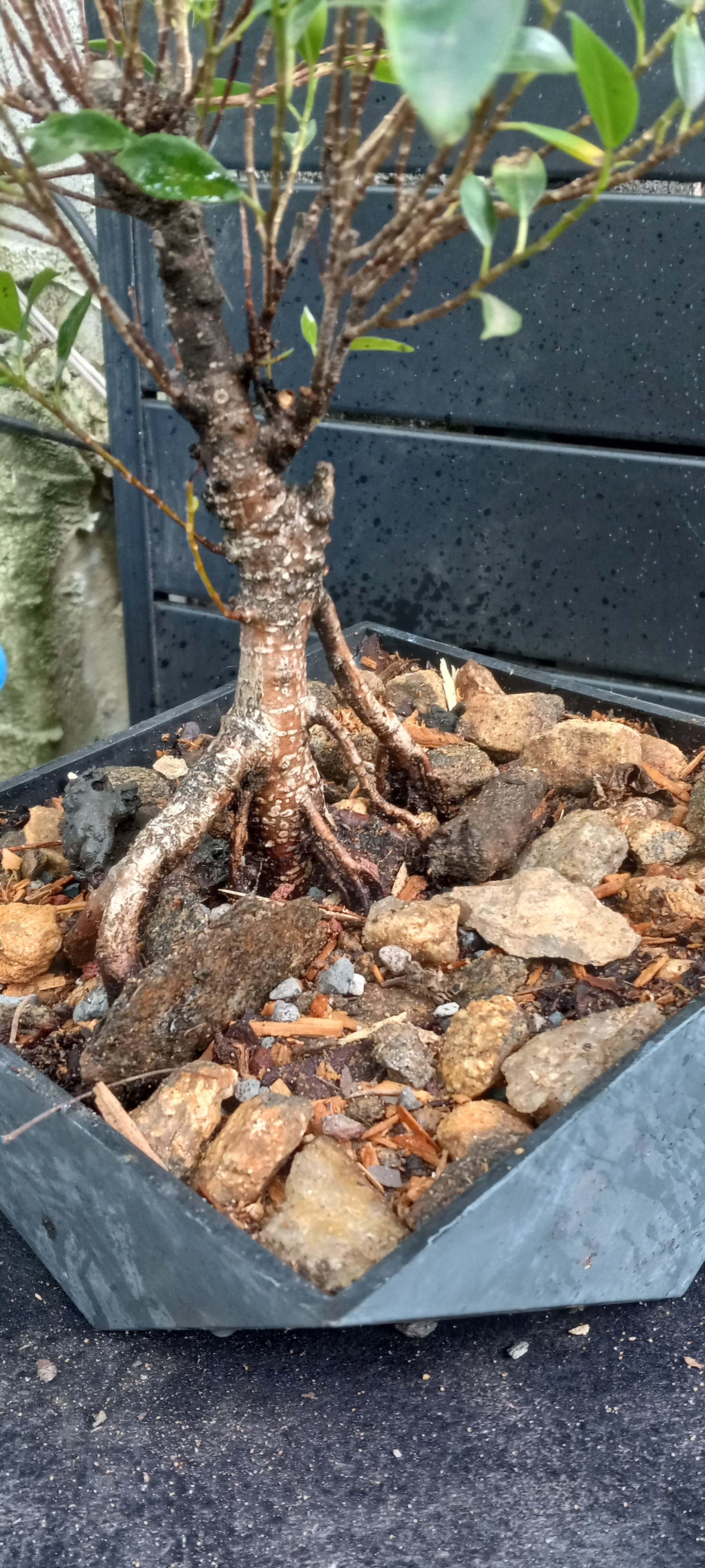 Ficus Tiger Bark MIcrocarpa