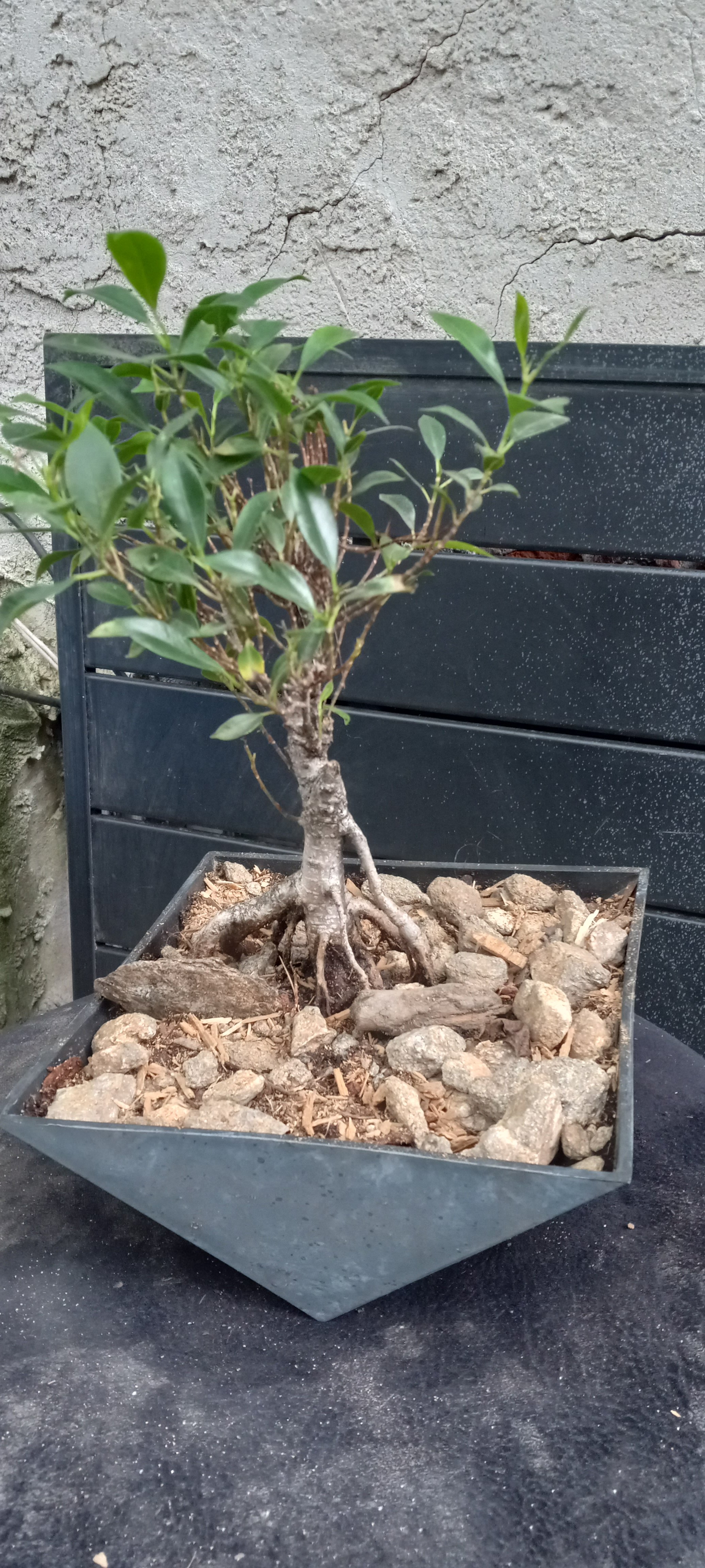 Ficus Tiger Bark MIcrocarpa