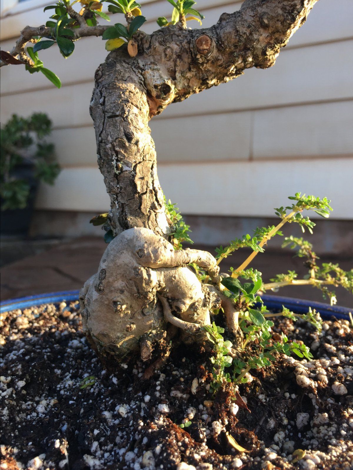 Fukien Tea 6