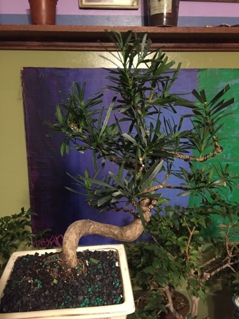 fun podocarpus