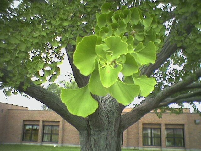 Ginkgo foliage