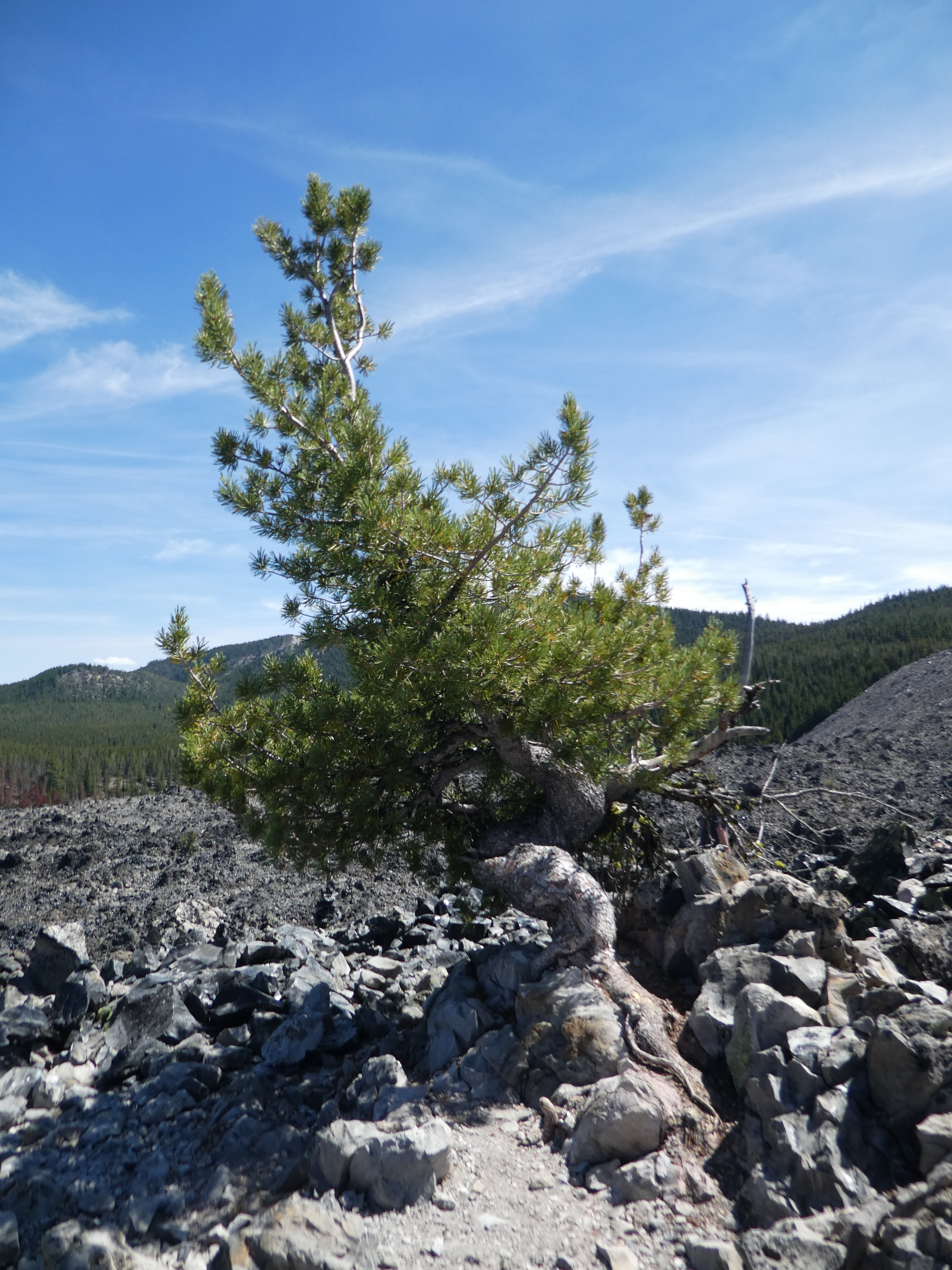 Gnarly Whitebark pine